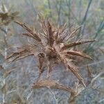 Carthamus lanatus Fruit