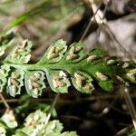 Asplenium foreziense Fuelha