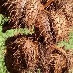 Ricinus communis Фрукт