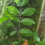 Warneckea jasminoides Листок