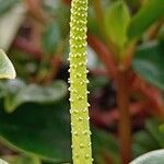 Peperomia glabella Flower