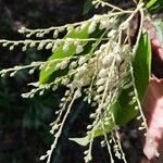 Oxydendrum arboreum Leaf