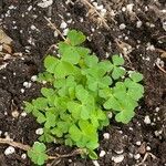 Oxalis dillenii Blatt
