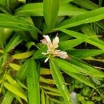 Alpinia calcarata Blomst