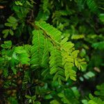 Tessmannia anomala Hoja