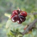 Turraea mombassana Φρούτο