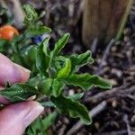 Solanum pseudocapsicum Blatt