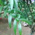 Azara lanceolata Blatt