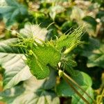 Gossypium barbadense Fruit
