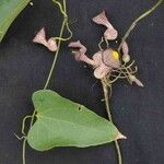 Aristolochia triangularis पत्ता