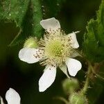 Rubus pedemontanus Flower