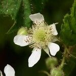 Rubus nigricans 花