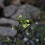 Erucastrum gallicum Flower