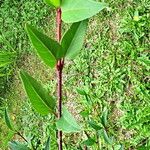 Forsythia suspensa Blatt