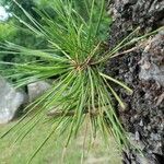 Pinus resinosa Лист