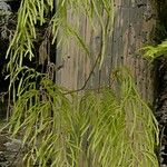 Lycopodium volubile Hábito