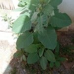 Nicotiana glauca 葉