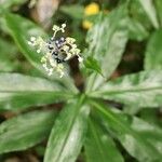 Pollia japonica Flor