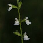 Salvia reflexa ശീലം