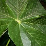 Sterculia apetala Leaf