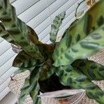 Calathea lancifolia Hoja