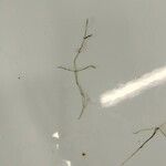 Potamogeton trichoides Leaf