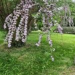 Buddleja alternifolia Kwiat