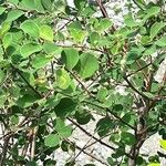 Cotoneaster nummularius Hábito