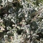 Marrubium vulgare Blatt