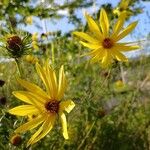 Helianthus salicifoliusŽiedas