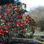 Rhododendron barbatum Hábito