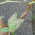 Fallopia dumetorum Hoja