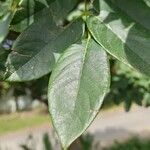 Maackia amurensis Leaf