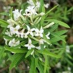 Daphne alpina Flower