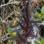 Castilleja integrifolia Листок