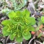 Euphorbia helioscopia Kvet
