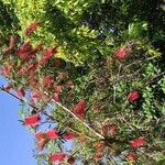 Callistemon viminalis Hábito