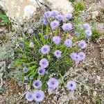 Globularia vulgarisFloare