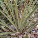 Bromelia pinguin Fruit