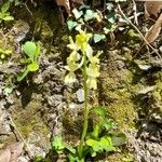 Orchis provincialis Bloem