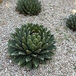 Agave victoriae-reginae Leaf