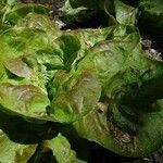 Lactuca sativa Feuille