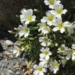 Cerastium latifolium Květ