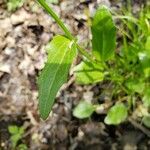 Cardamine bulbosa 叶