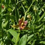 Epipactis gigantea Beste bat