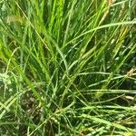 Carex lenticularis Feuille