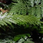 Selaginella parkeri Лист