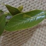 Bullockia pseudosetiflora Φύλλο
