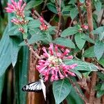 Cestrum elegans Flower