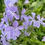 Phlox divaricata Floro